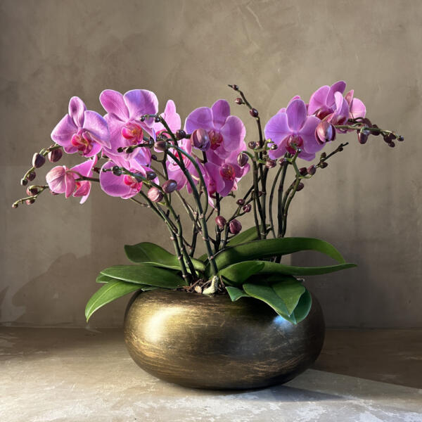 Orchidea Tablo-composizione con tre piante