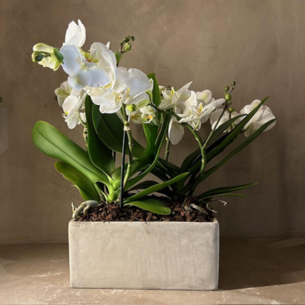 Orchidea Tablo-composizione con due piante